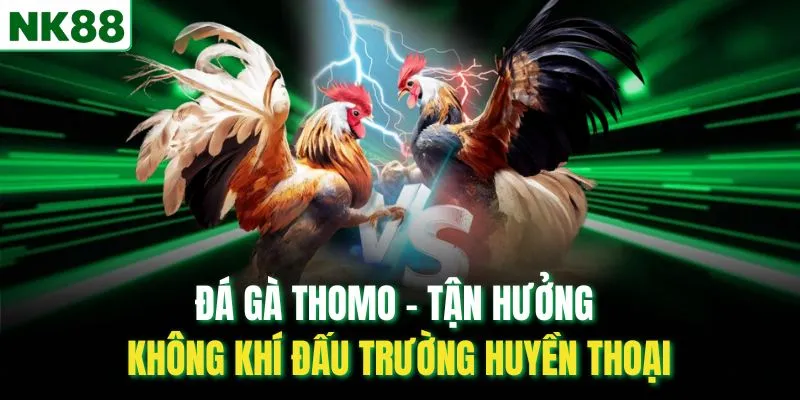 Đá Gà Thomo – Tận Hưởng Không Khí Đấu Trường Huyền Thoại